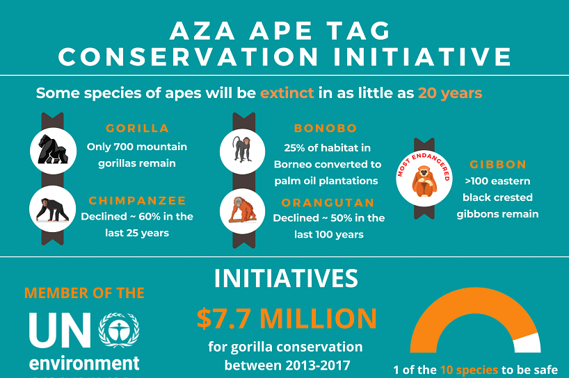 Thumbnail of a student infographic about Aza Ape Tag Conservation