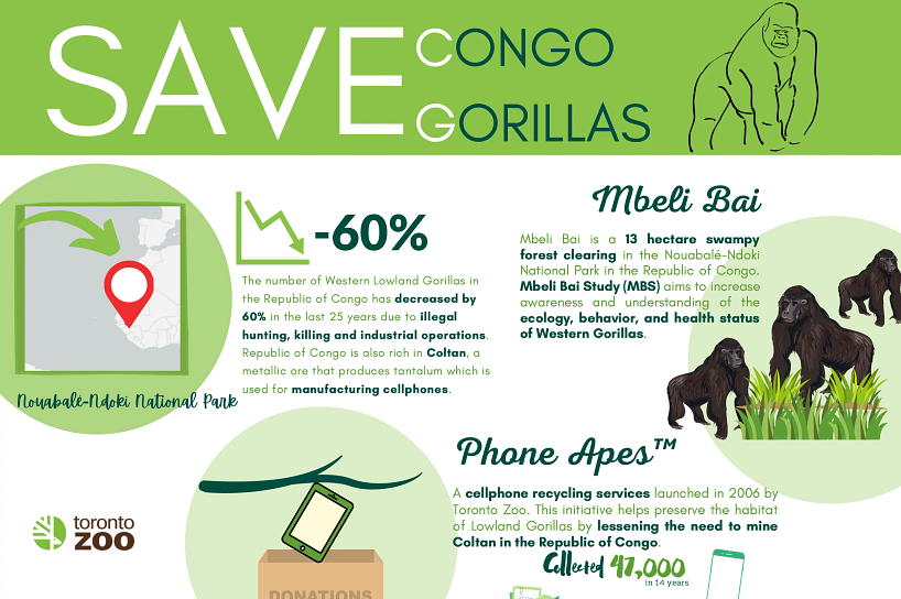 Thumbnail of a student infographic about the Phone Apes Recycling Program