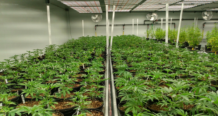 Centennial’s cannabis education program grows its industry connections Image