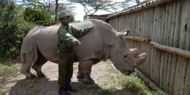 If you were the last of your species, what would you say to the world? Image