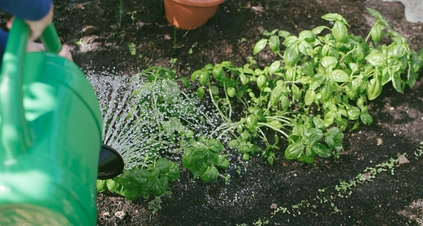 #Centennialtips on Getting Your Garden Started Image