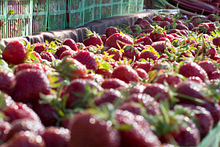 It's easy being green: Five reasons why you should cook with locally-sourced ingredients Image