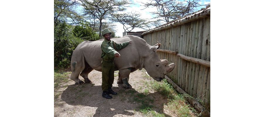 Last male rhino of this species and guard