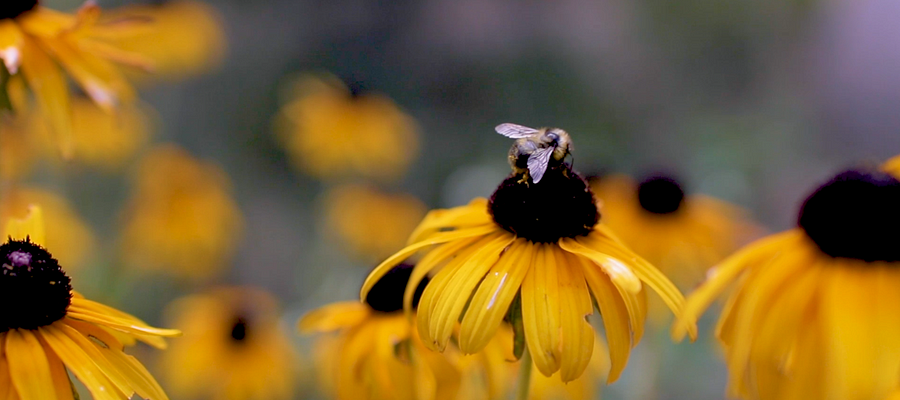a bee sitting on a flower in a field