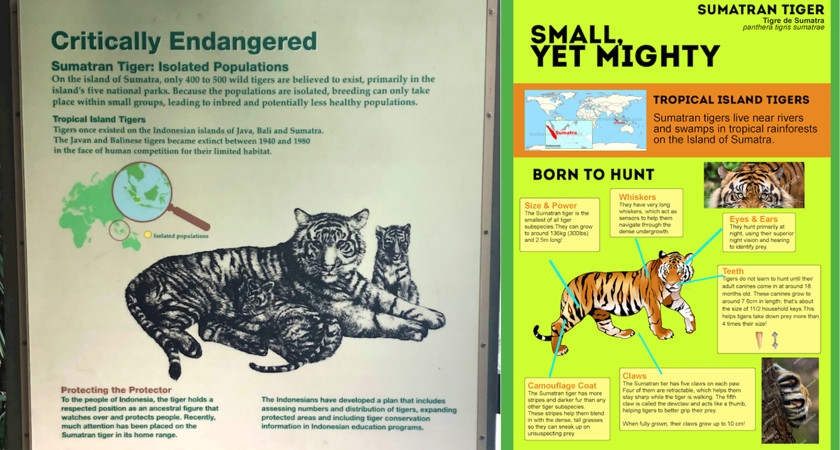 Toronto Zoo-Storyworks-Tiger.png