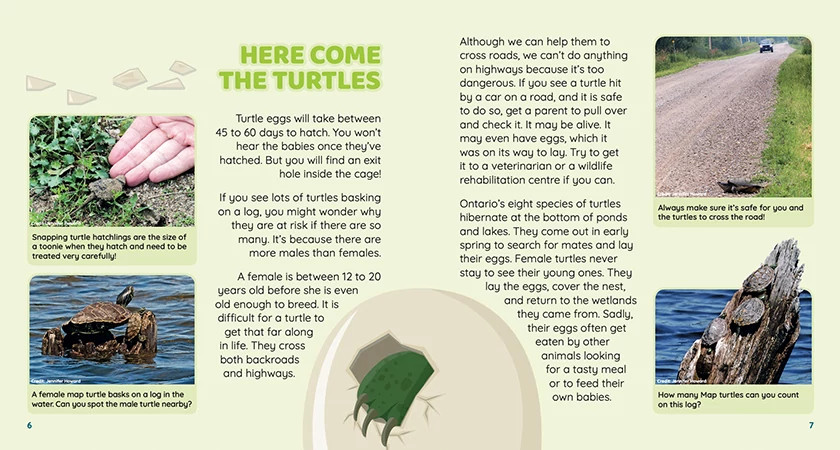 Images and descriptions of the life cycle and challenges for a turtle