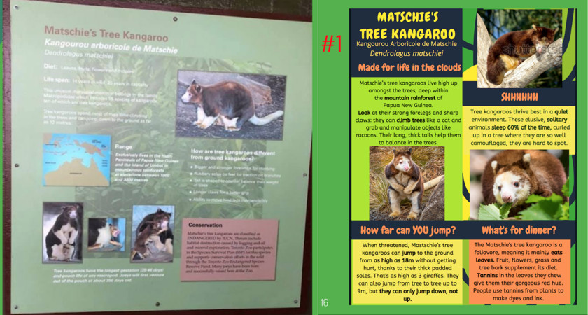 Toronto Zoo-Storyworks-Kangaroo.png