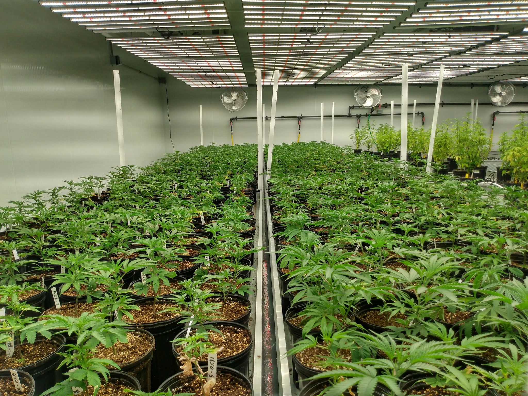 Cannabis growing classes