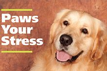 Therapy comes on four legs at Paws Your Stress Image