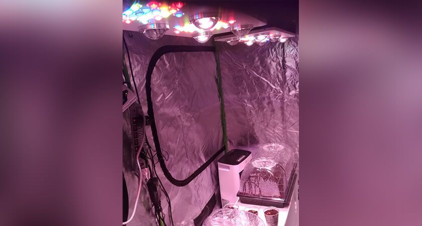 Picture of strawberries growing in the LED tent